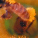 international-bee-kake-party