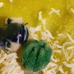 Pollenspuiter wordt overvallen door exotische ontdekkingsreiziger