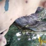 tj-outdoor-fun-blowjob-fucked-in-the-ass-handjob-cumming